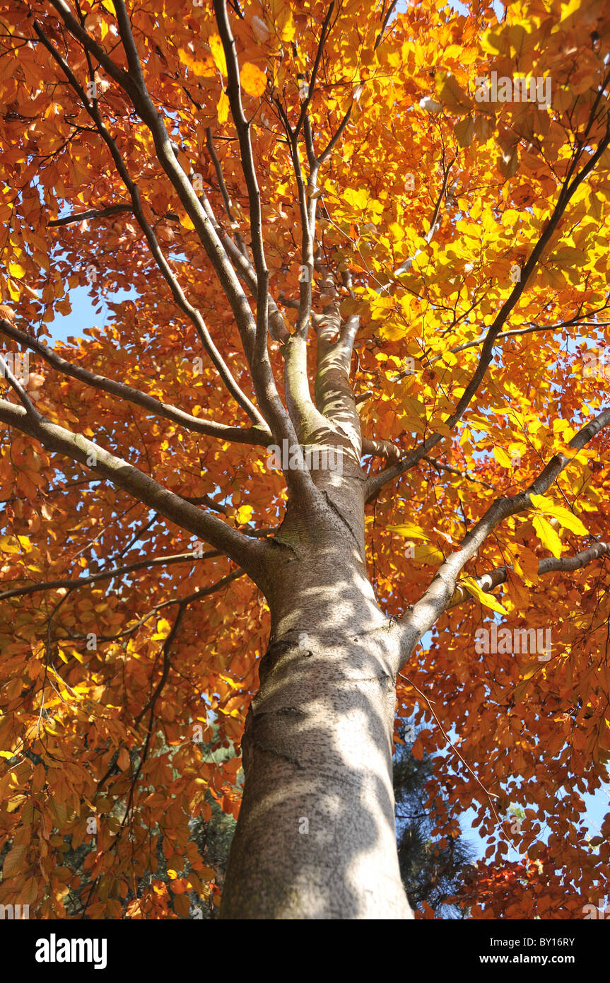 Yellow and gold autumn leaves hi-res stock photography and images - Alamy