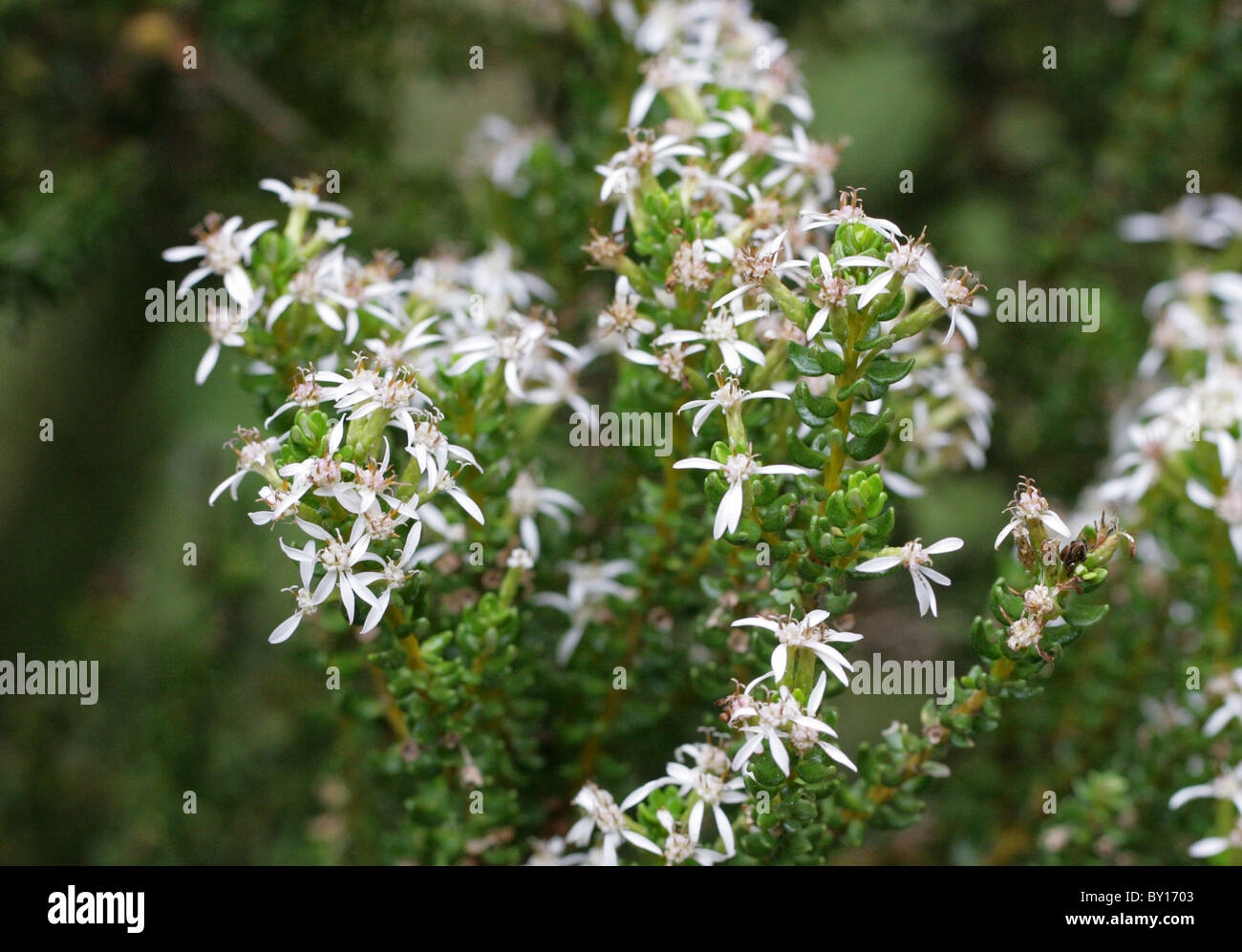 Daisy Bush or Tree Daisy, Olearia nummularifolia var nummularifolia, Asteraceae. New Zealand. Syn. Olearia nummulariifolia Stock Photo