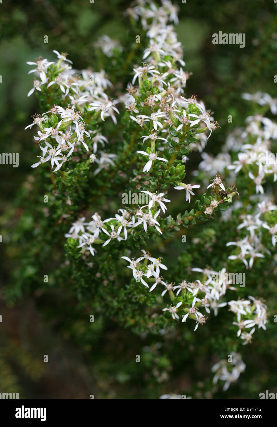 Daisy Bush or Tree Daisy, Olearia nummularifolia var nummularifolia, Asteraceae. New Zealand. Syn. Olearia nummulariifolia Stock Photo