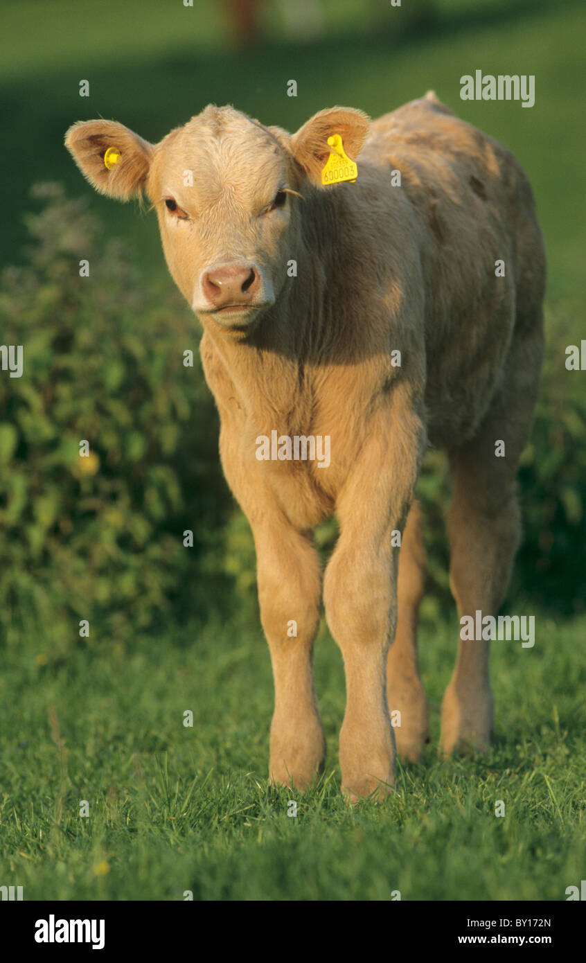 Ayrshire bull hires stock photography and images Alamy