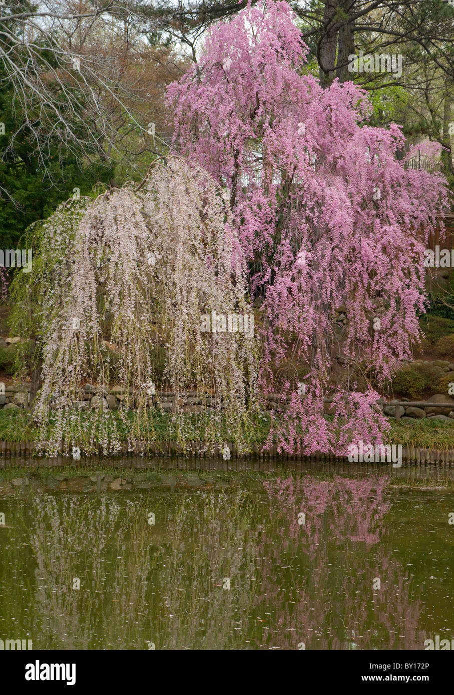 Japanese Garden at the Brooklyn Botanic Garden Stock Photo