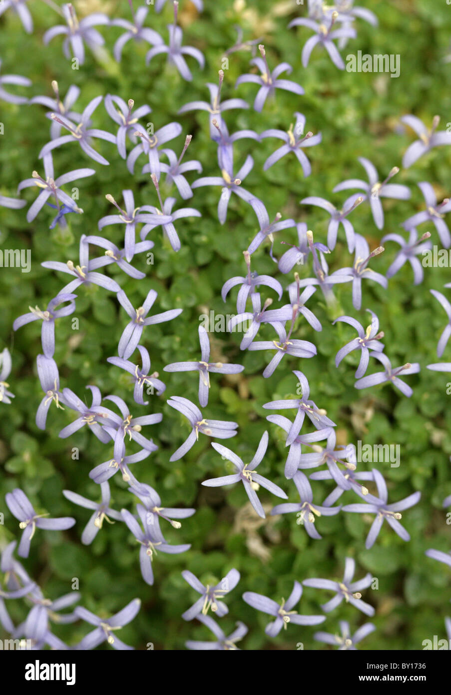 Trachelium, Trachelium asperuloides, Campanulaceae, Greece, Europe. Stock Photo