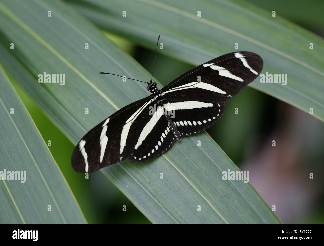 Zebra Longwing or Zebra Heliconian, Heliconius charitonius, Heliconiinae, Nymphalidae, South and North America, Central America Stock Photo