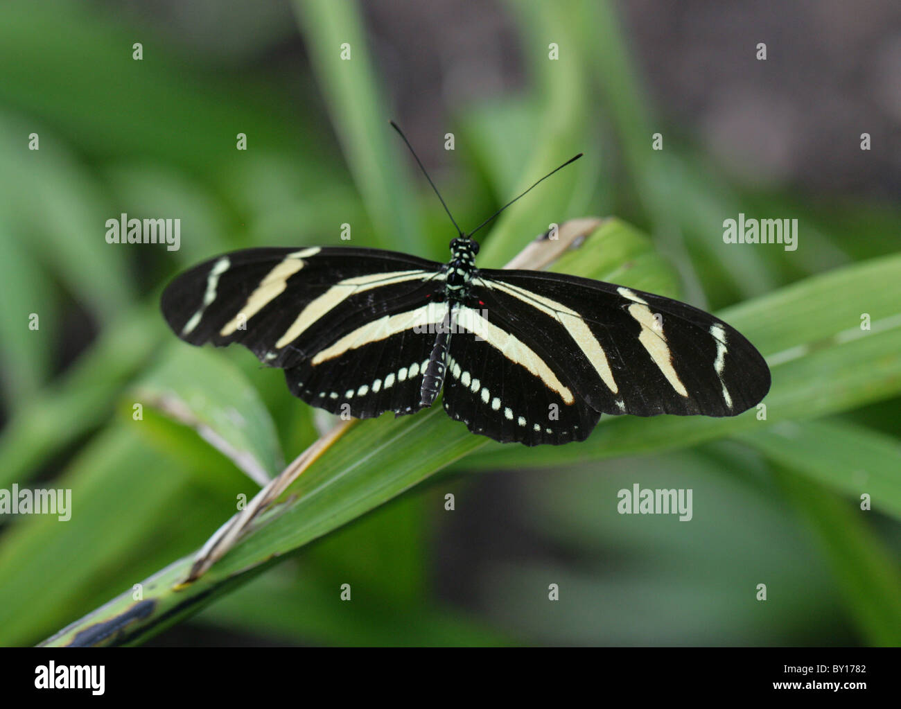 Zebra Longwing or Zebra Heliconian, Heliconius charitonius, Heliconiinae, Nymphalidae, South and North America, Central America Stock Photo