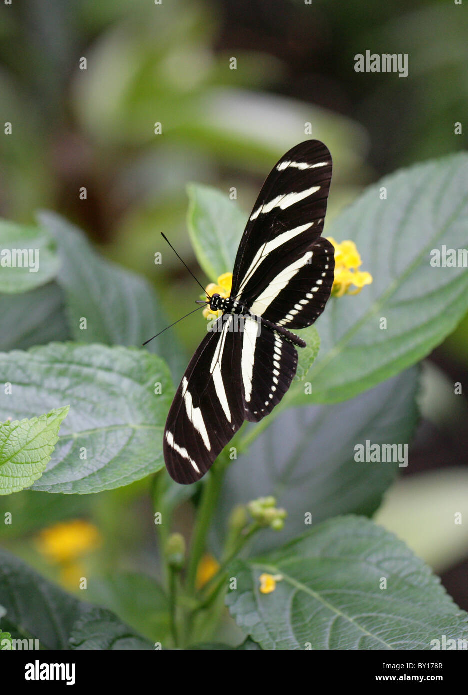 Zebra Longwing or Zebra Heliconian, Heliconius charitonius, Heliconiinae, Nymphalidae, South and North America, Central America Stock Photo