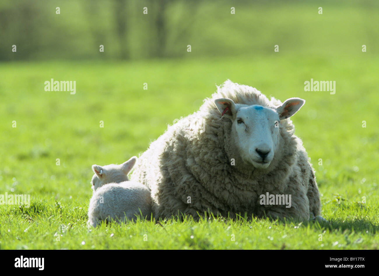 Eu sheep production hi-res stock photography and images - Alamy