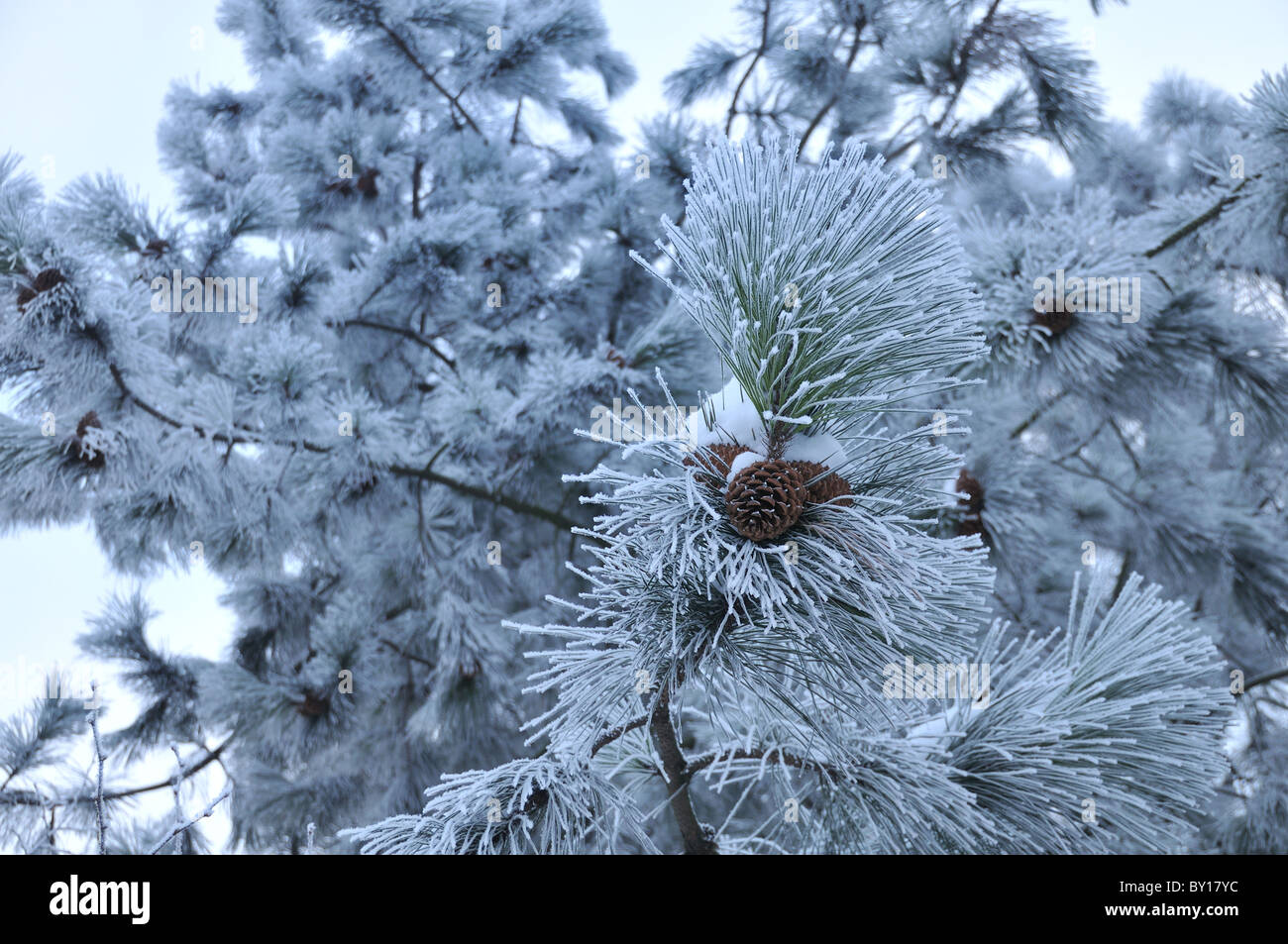 Pine tree covered in frost Stock Photo - Alamy