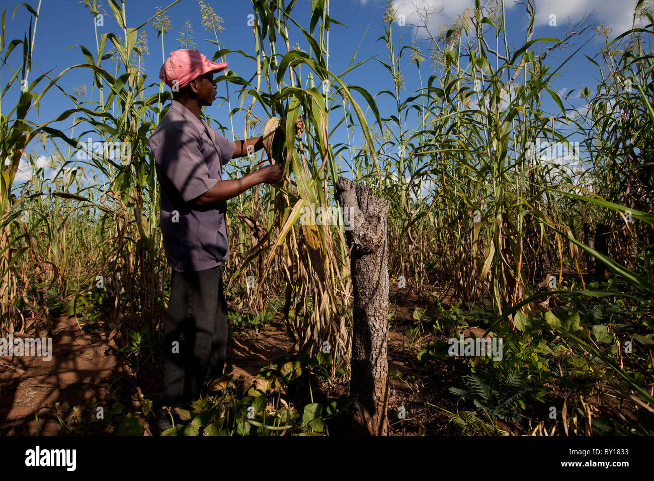 MECEBURI FOREST, NEAR NAMPULA, MOZAMBIQUE, May 2010: A farmer checks his maize crop. Stock Photo