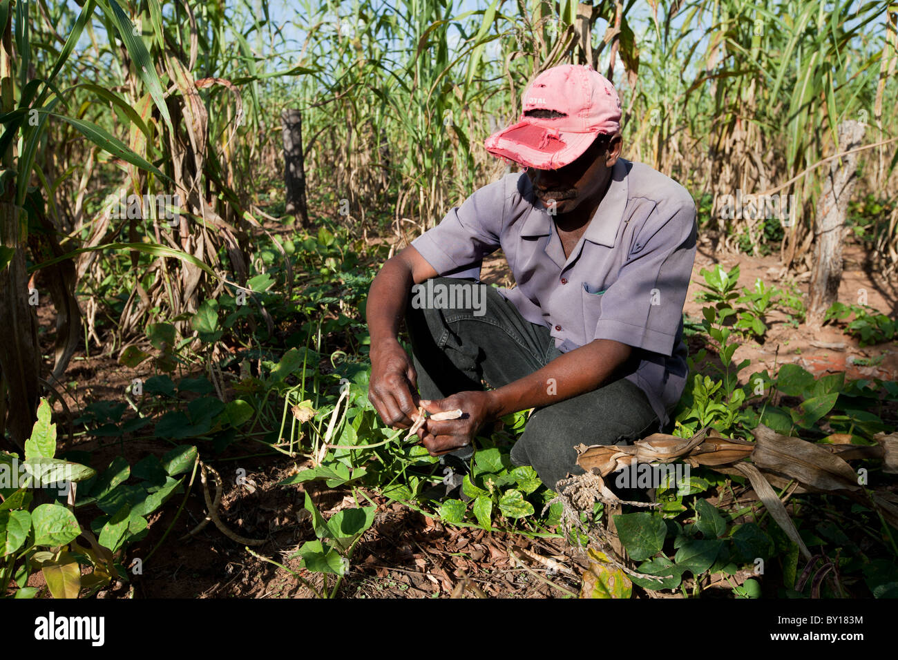 MECEBURI FOREST, NEAR NAMPULA, MOZAMBIQUE, May 2010: A farmer checks his pea crop growing in between his maize. Stock Photo