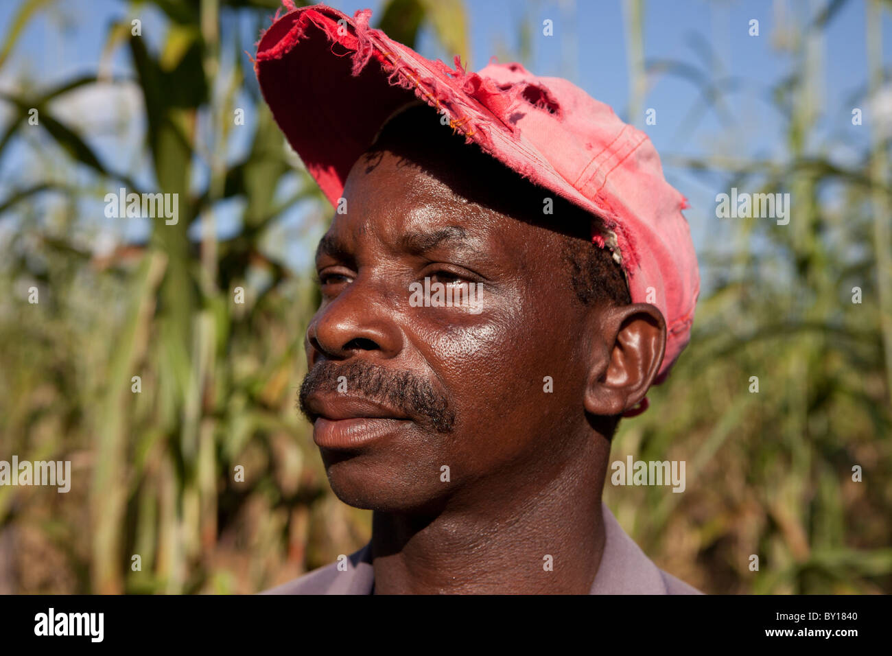 MECEBURI FOREST, NEAR NAMPULA, MOZAMBIQUE, May 2010: A farmer checks his maize crop. Stock Photo