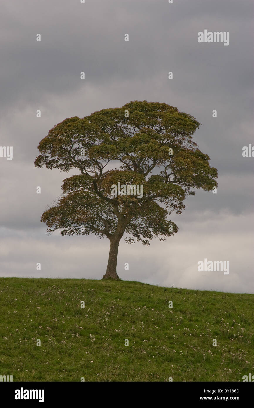 hill top tree Stock Photo