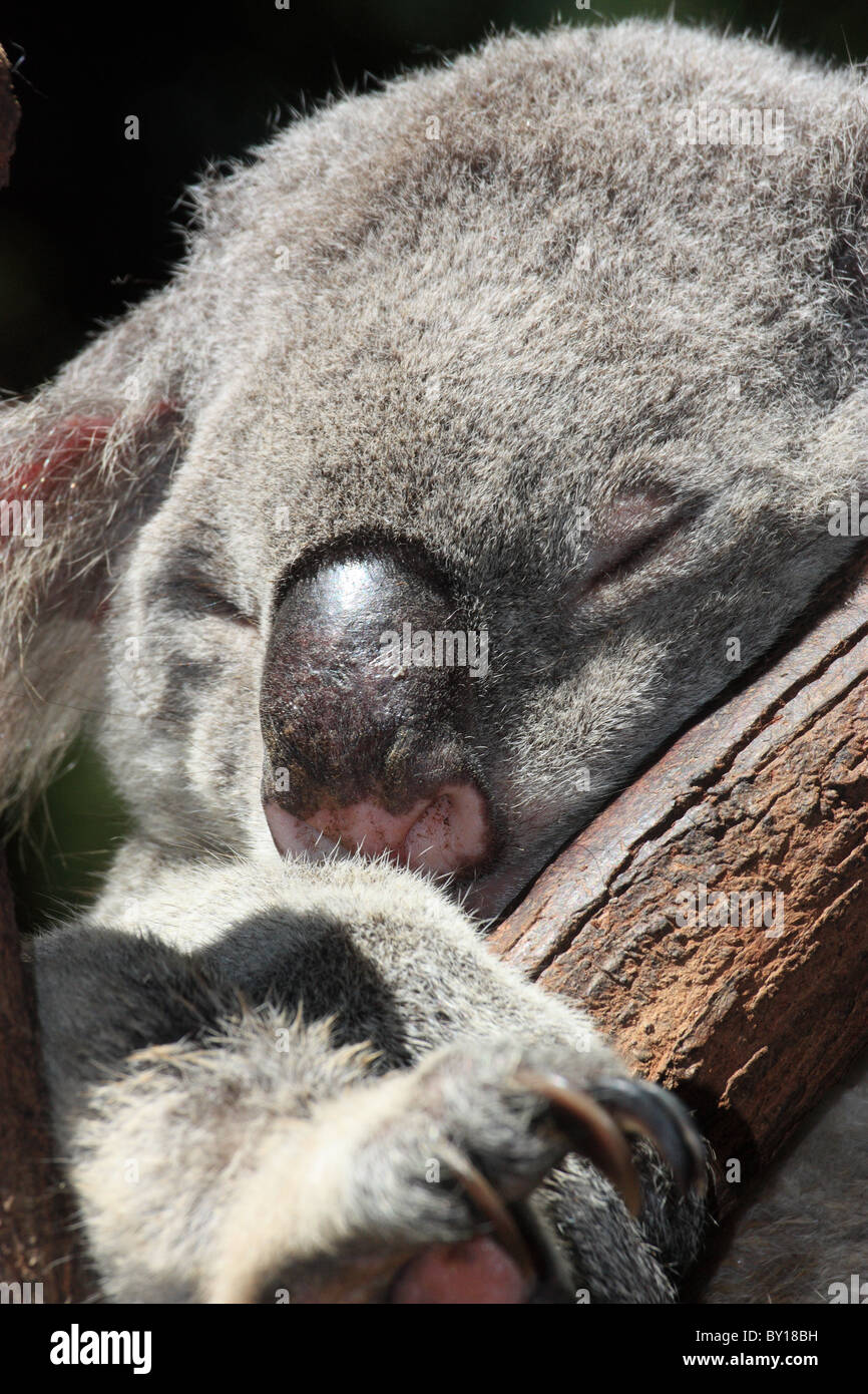 KOALA BEAR SITTING IN A GUM TREE AUSTRALIA Stock Photo - Alamy
