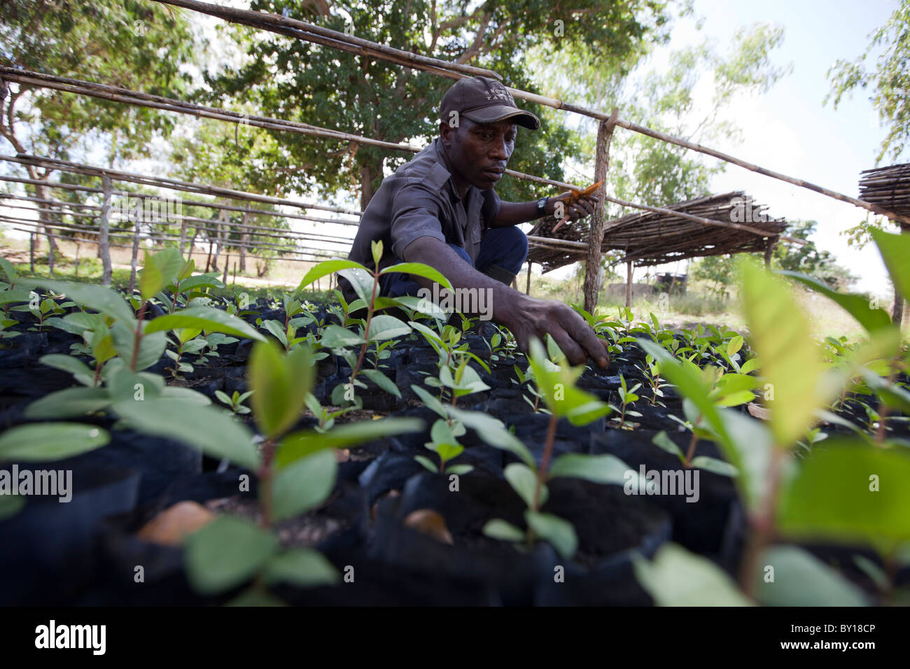 NAMPULA, MOZAMBIQUE, May 2010 : Green Resources have been allocated a concession of 100,000 hectares. Stock Photo