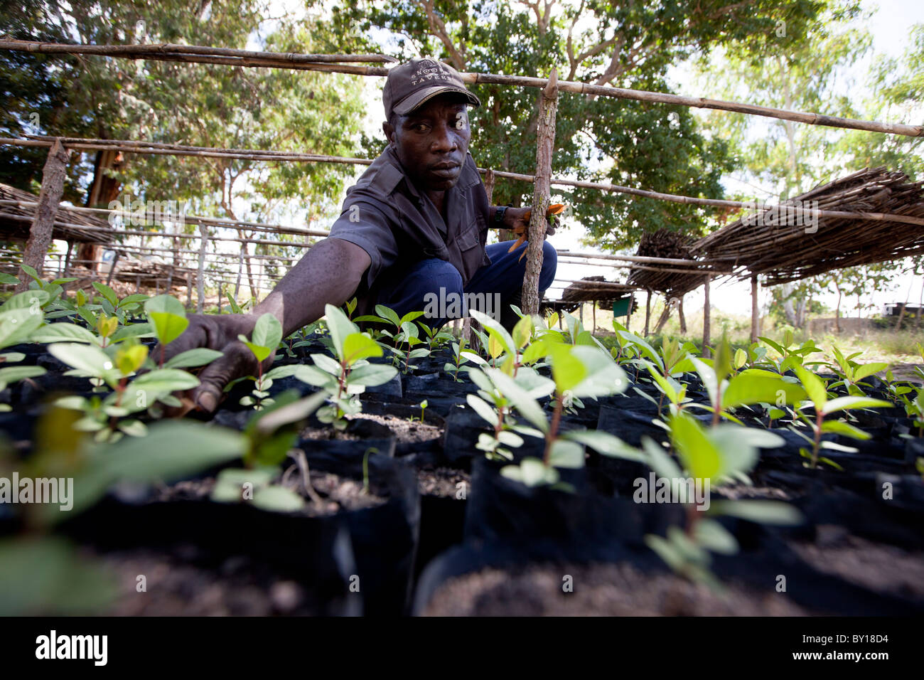 NAMPULA, MOZAMBIQUE, May 2010 : Green Resources have been allocated a concession of 100,000 hectares. Stock Photo