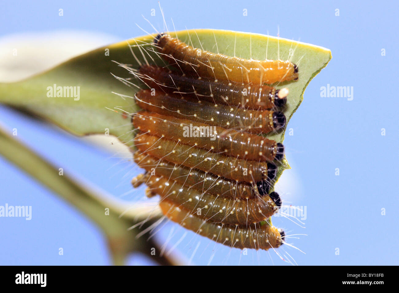 Baby caterpillars hi-res stock photography and images - Alamy