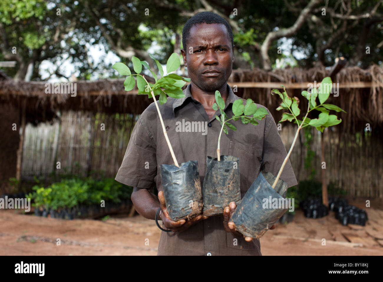 NAMULA, MOZAMBIQUE, May 2010 : Victor Ramos, 35, who runs a tree nursery for a simple licensee holds Shamfuta tree seedlings. Stock Photo