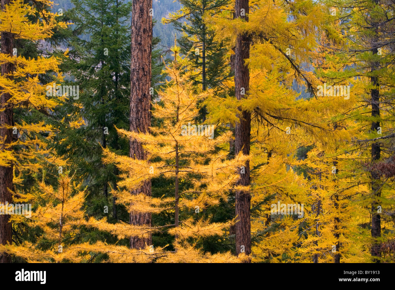 Larch (Larix lyalli) and Ponderosa Pine (Pinus ponderosa) forest in the North Cascades of Washington. Stock Photo