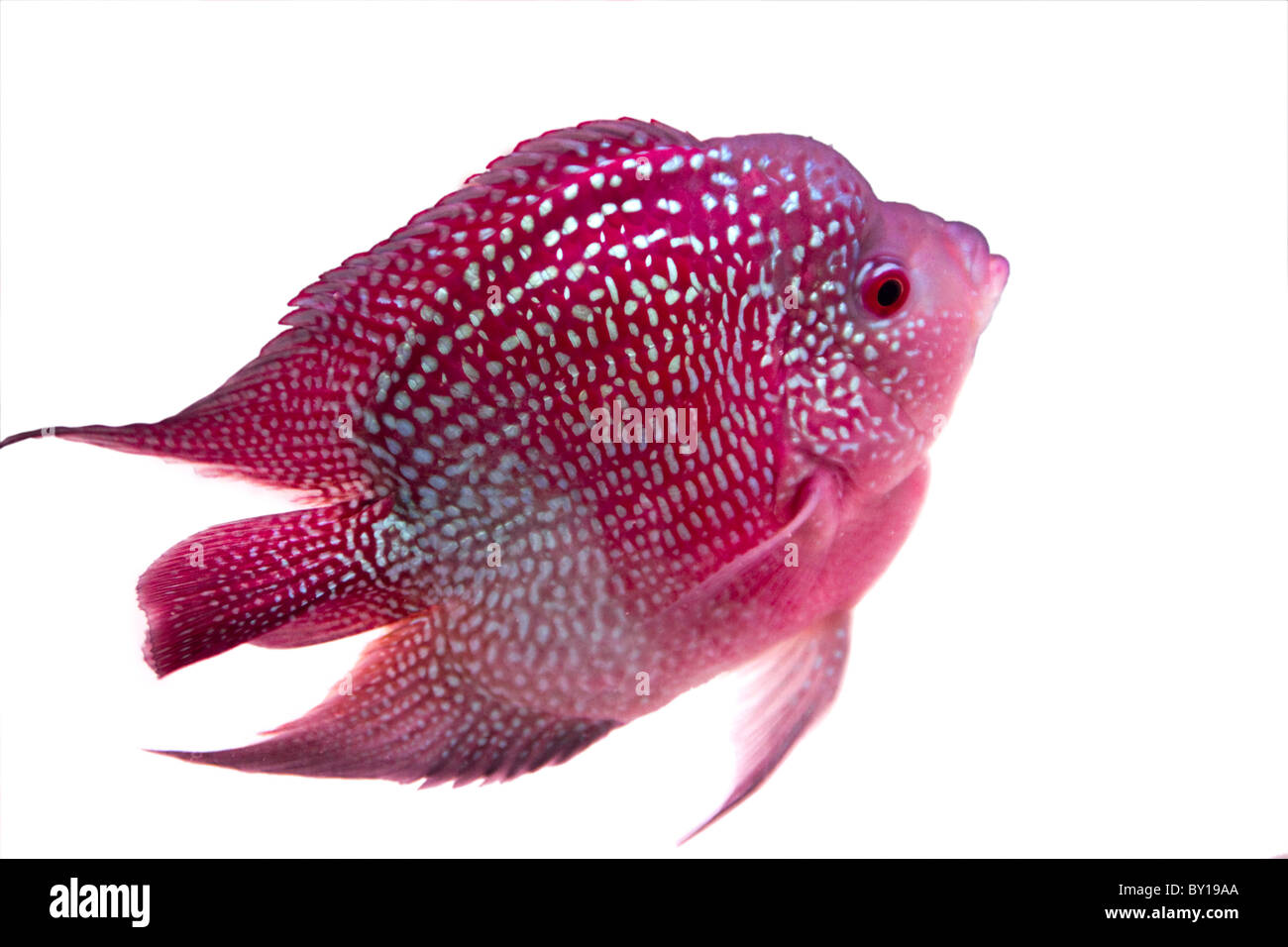 colorful goldfish
