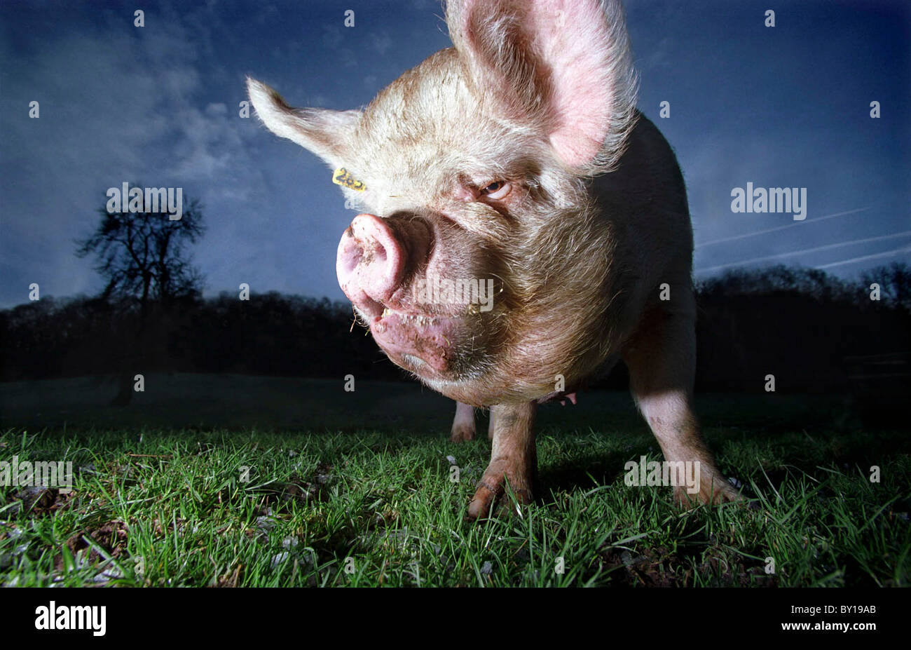 A Middlewhite Pig on a farm in Monmouthsire, Wales, UK. Stock Photo