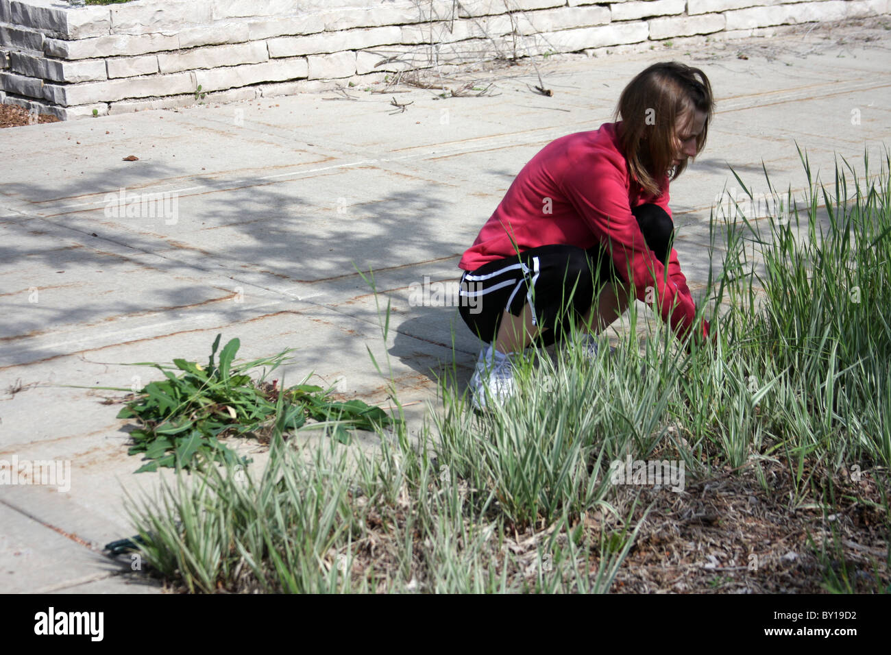 A woman working in the garden pulling weeds Stock Photo - Alamy