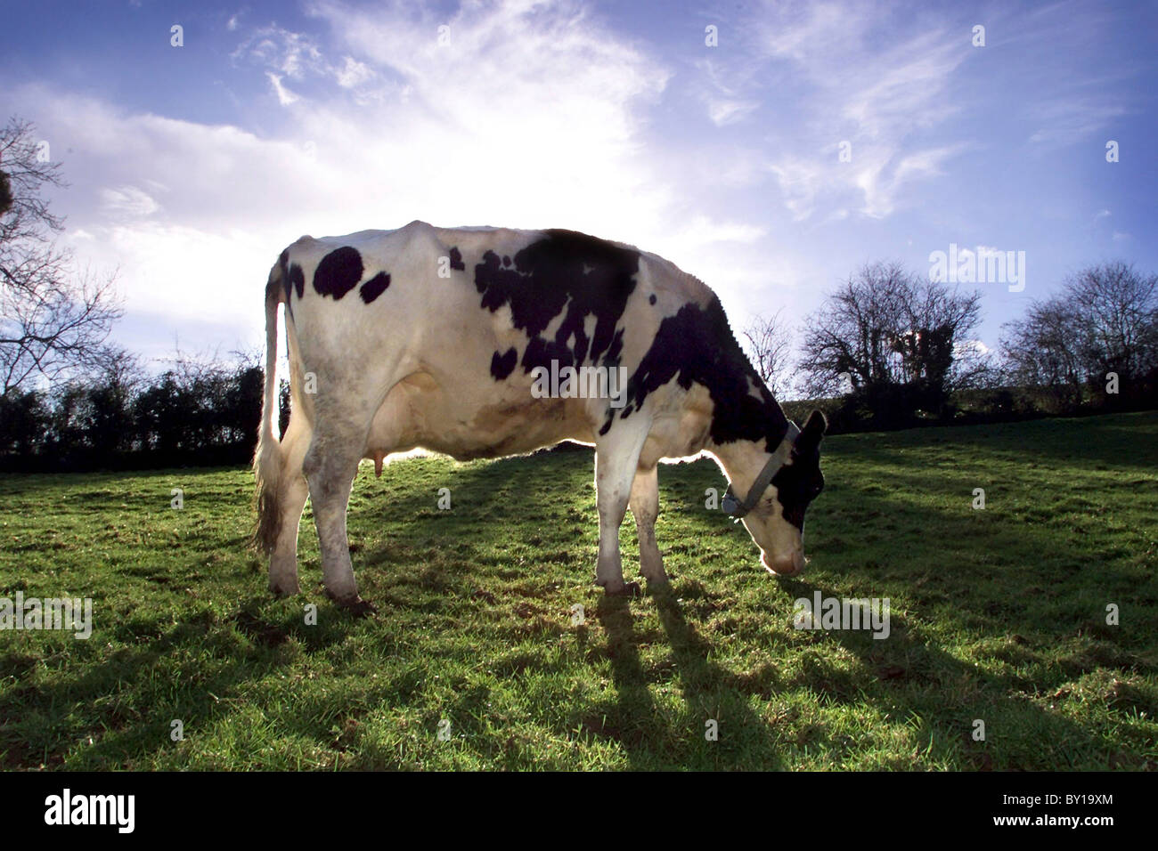 Friesian cow stood in a field Stock Photo - Alamy