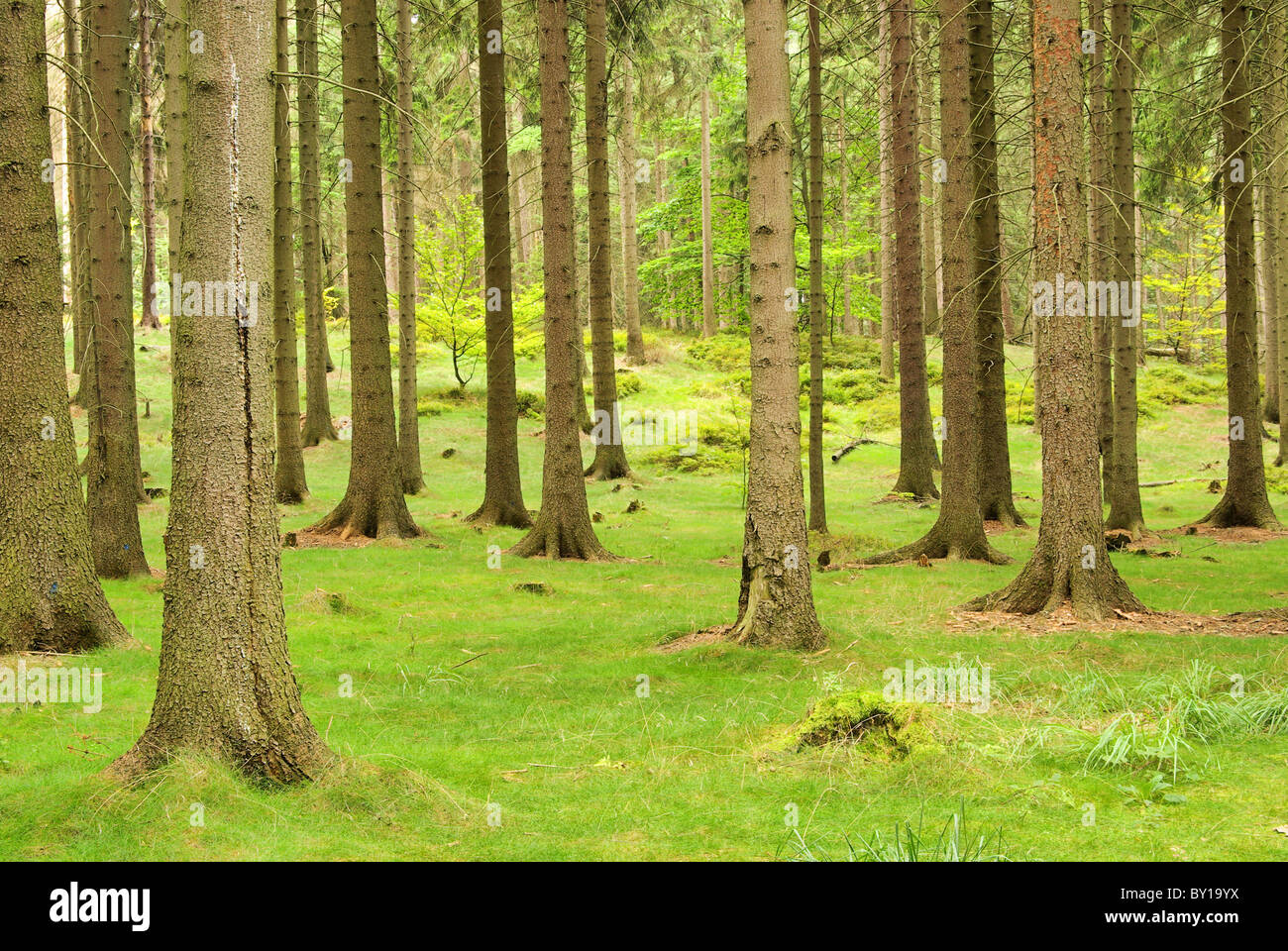 Fichtenwald - spruce forest 05 Stock Photo