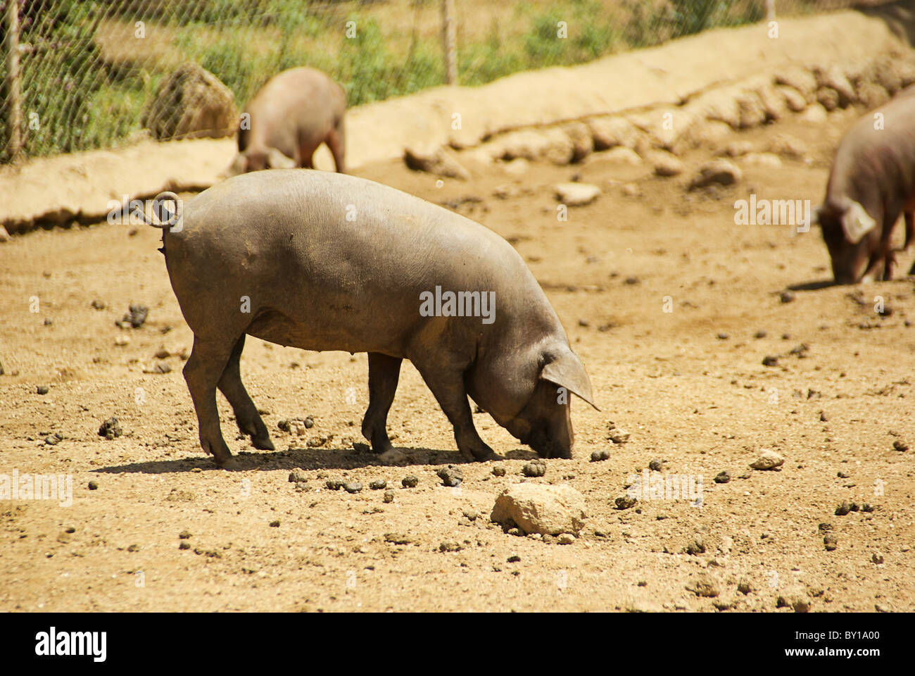 Iberisches Schwein - Black Iberian pig 03 Stock Photo