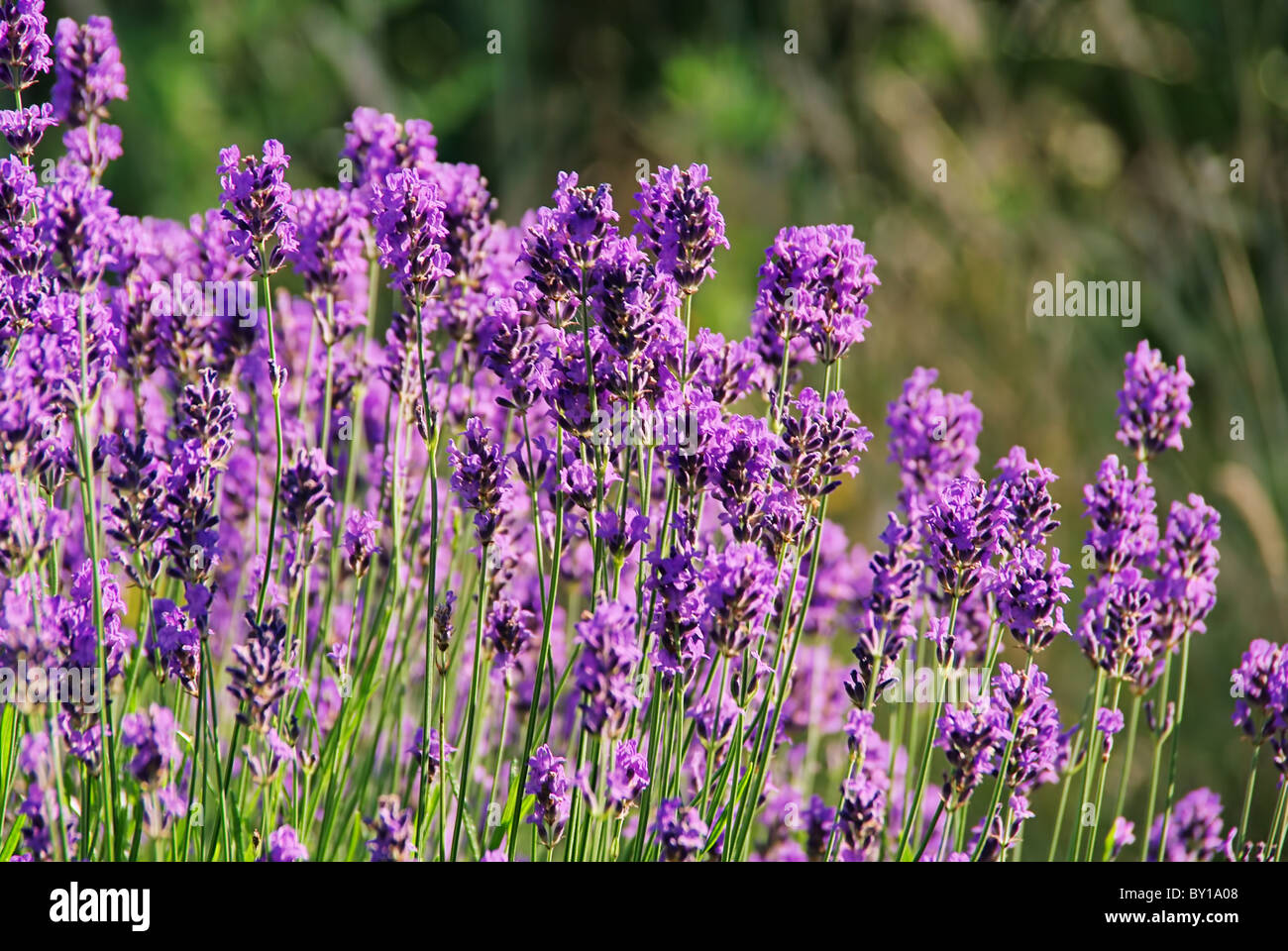 Lavendel - lavender 56 Stock Photo