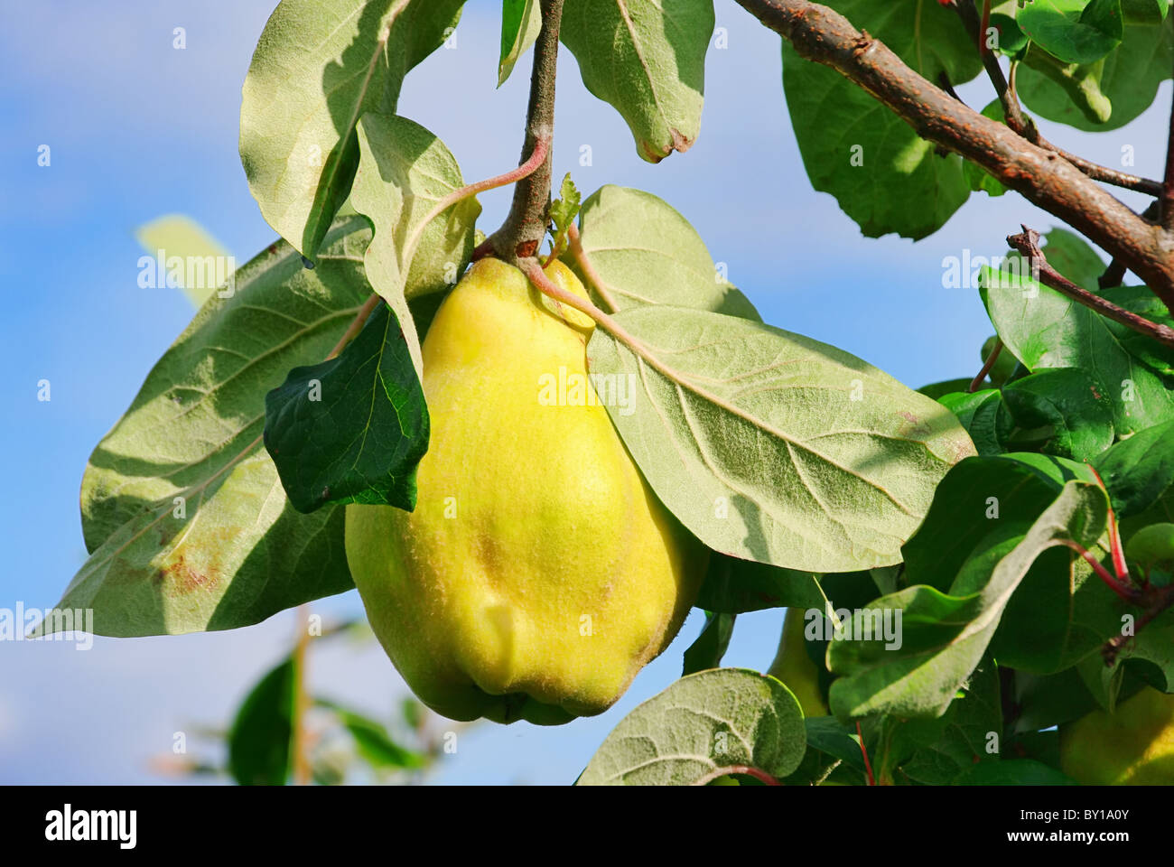 Quitte Ernte Stock Photos Quitte Ernte Stock Images Alamy