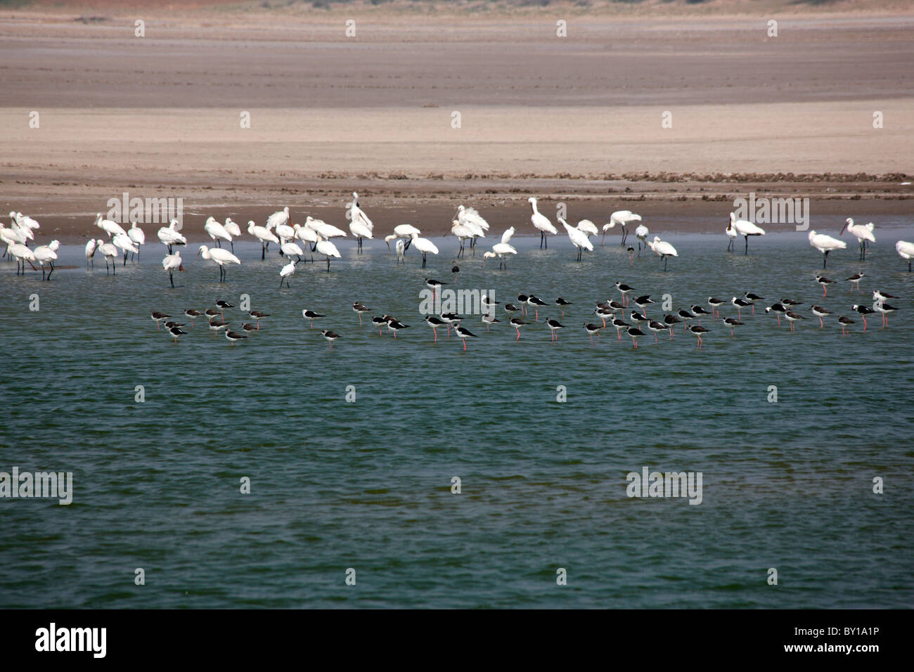 Black and white migratory birds in Rann of Kutch, Gujarat, India Stock Photo