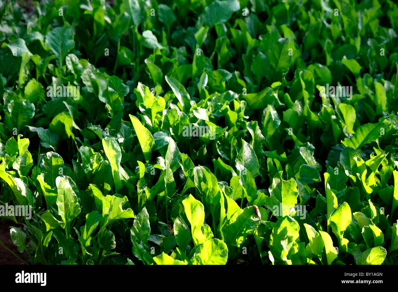 Spinach cultivation Stock Photo