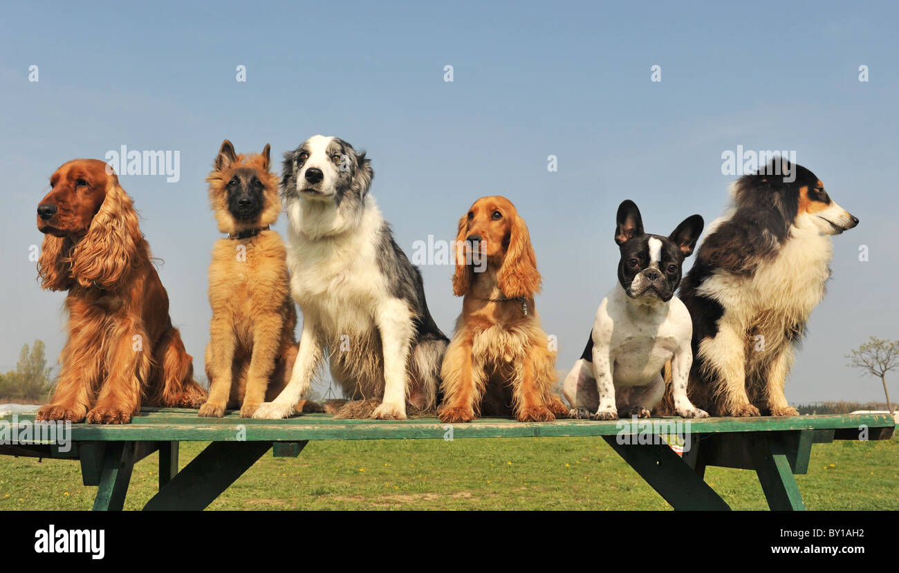 little dogs and puppies sitting on a table in a day of spring Stock Photo