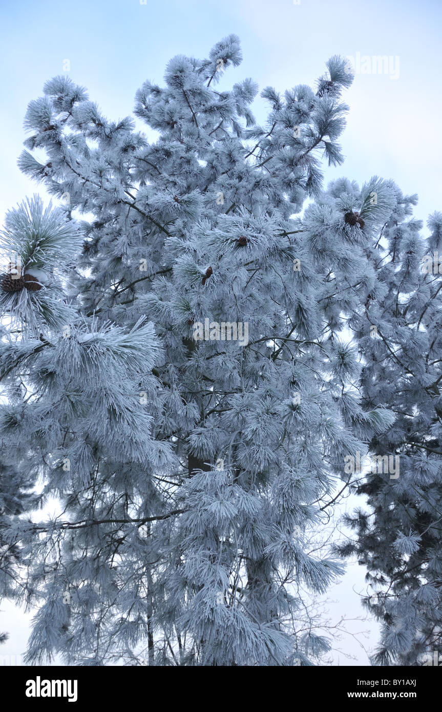 Pine tree covered in frost Stock Photo - Alamy