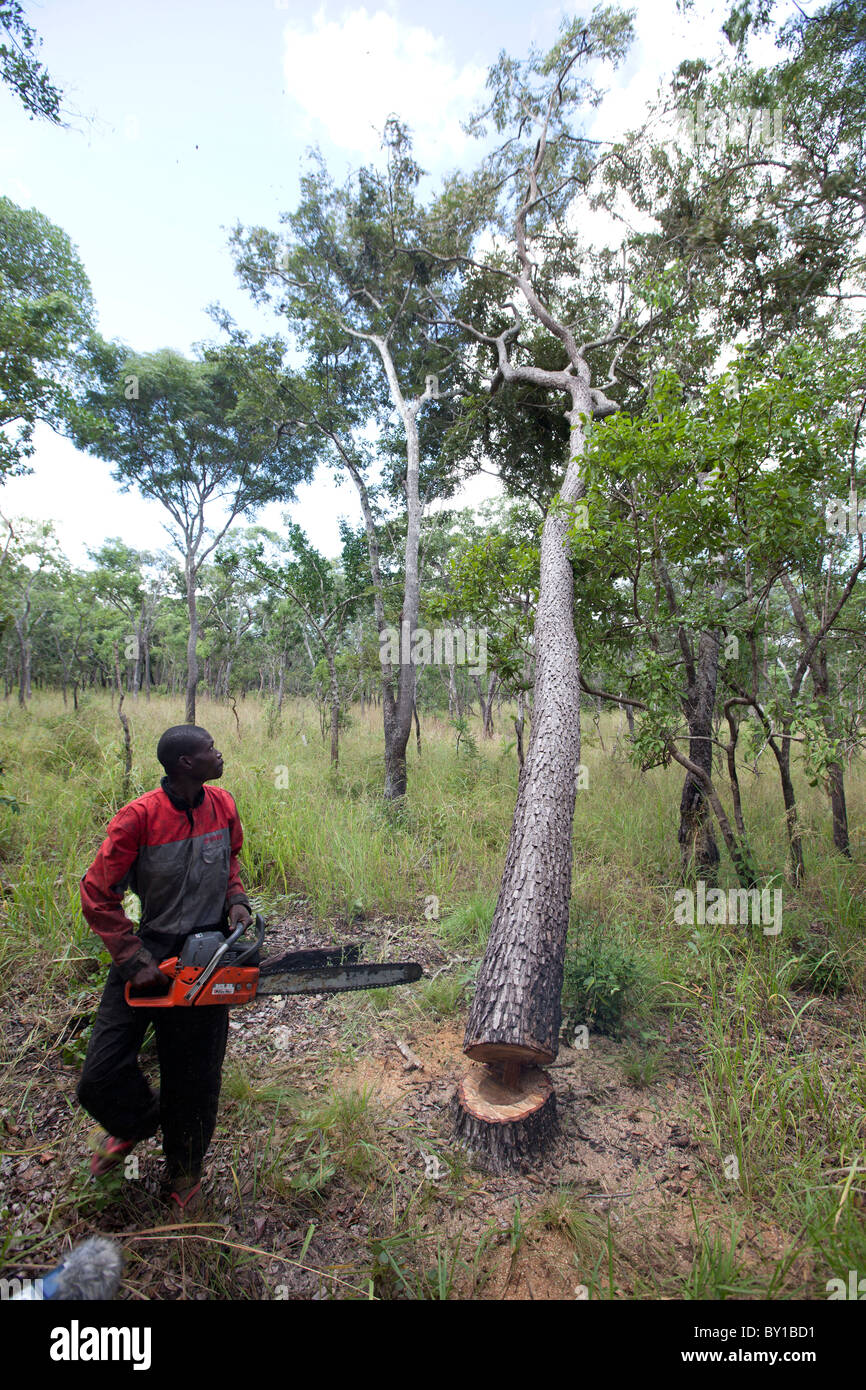 Miombo woodland south africa hi-res stock photography and images - Alamy