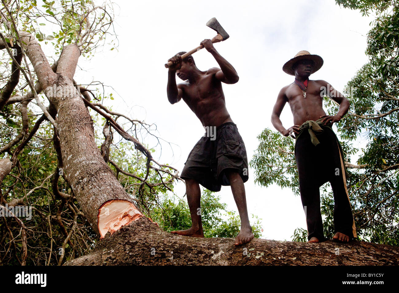 People Cut Down Trees Sell High Resolution Stock Photography and Images