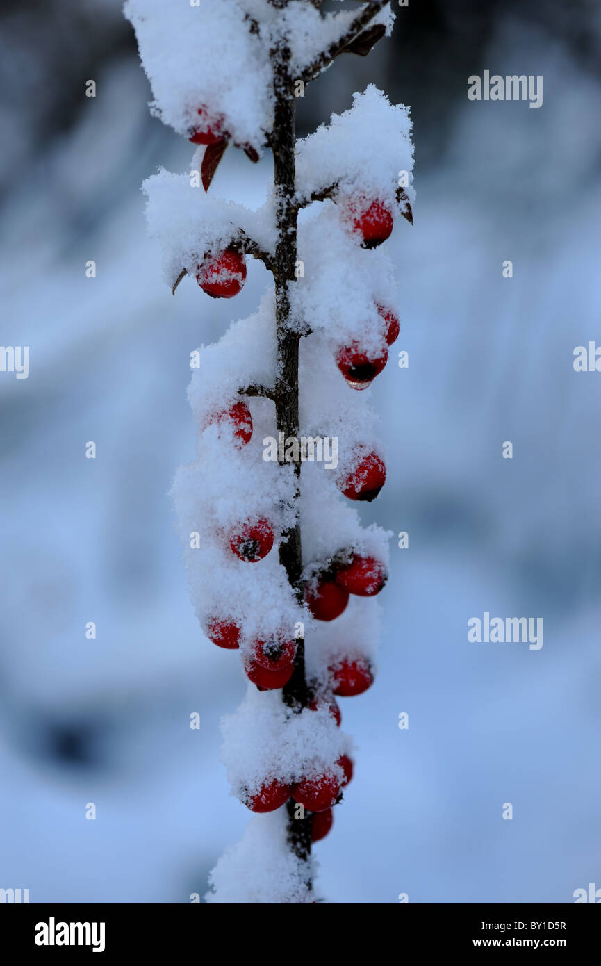 snow held in shrub with red berries on twig of Pyrocanthus Stock Photo ...