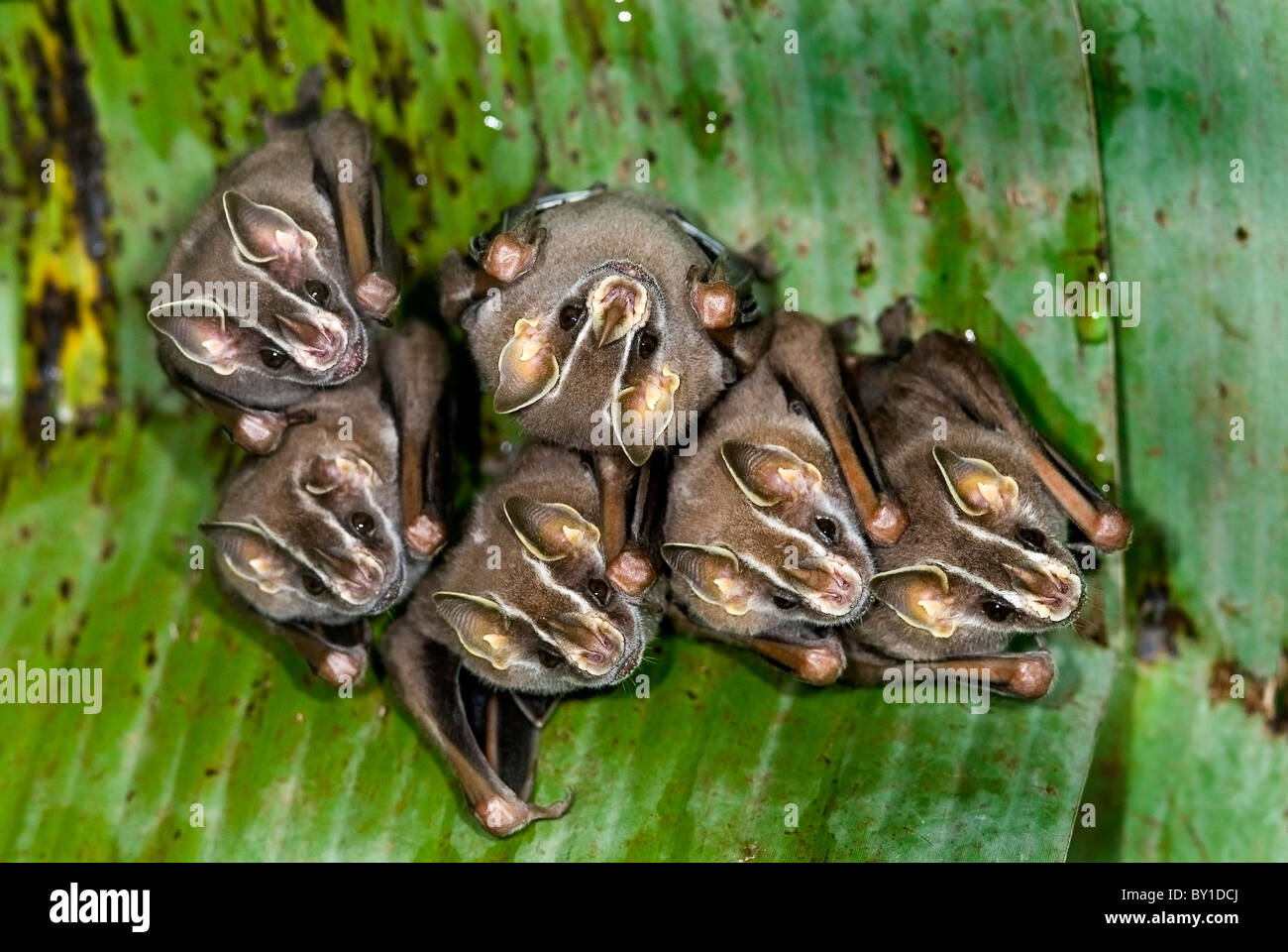 Fruit bat "Uroderma bilobatum" in Sarapiqui, Costa Rica Stock Photo - Alamy