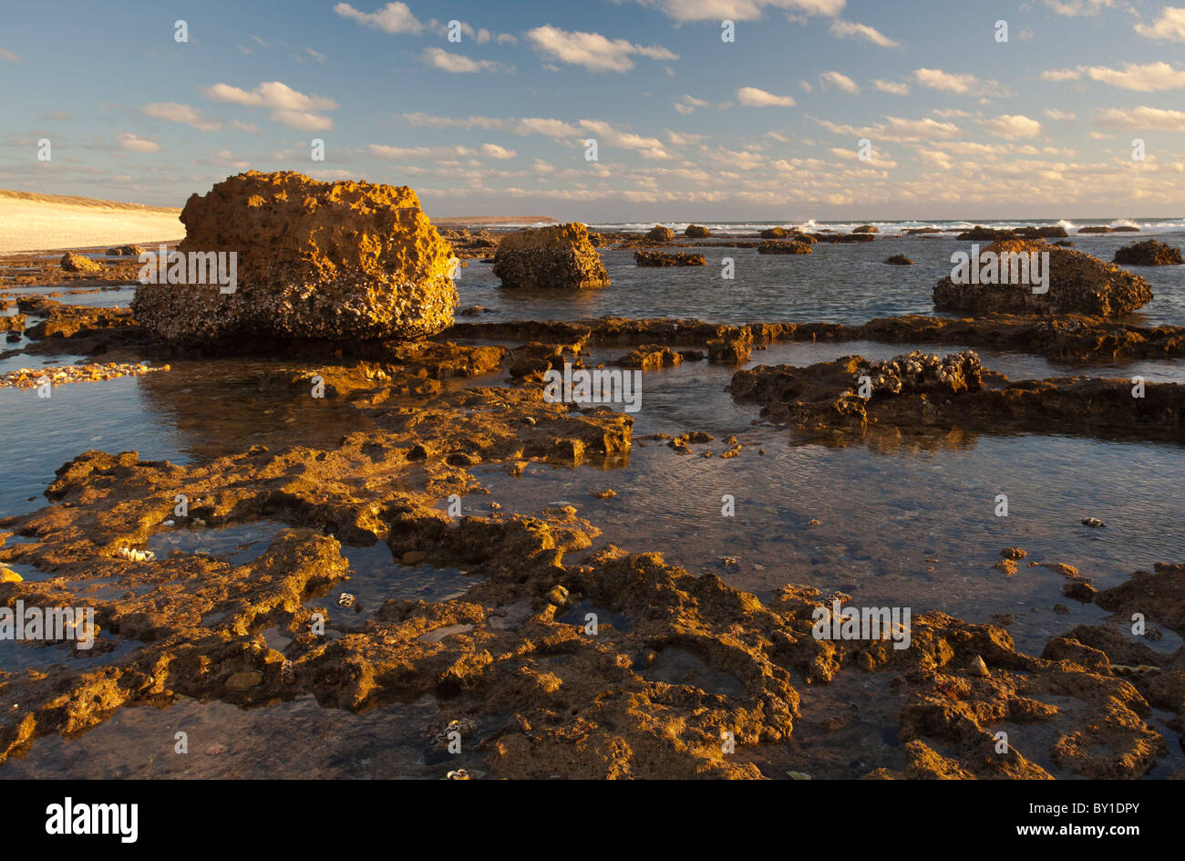 Sunset on large outcrops of dead on an ancient coral reef on beach at Quobba Station, Carnarvon, Western Australia Stock Photo