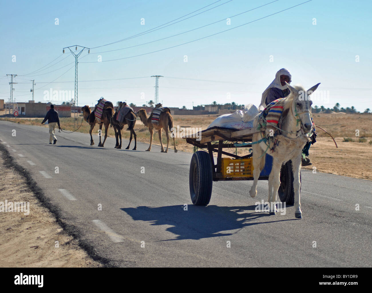 Camels and donkey cart on a road near Douz, Tunisia Stock Photo