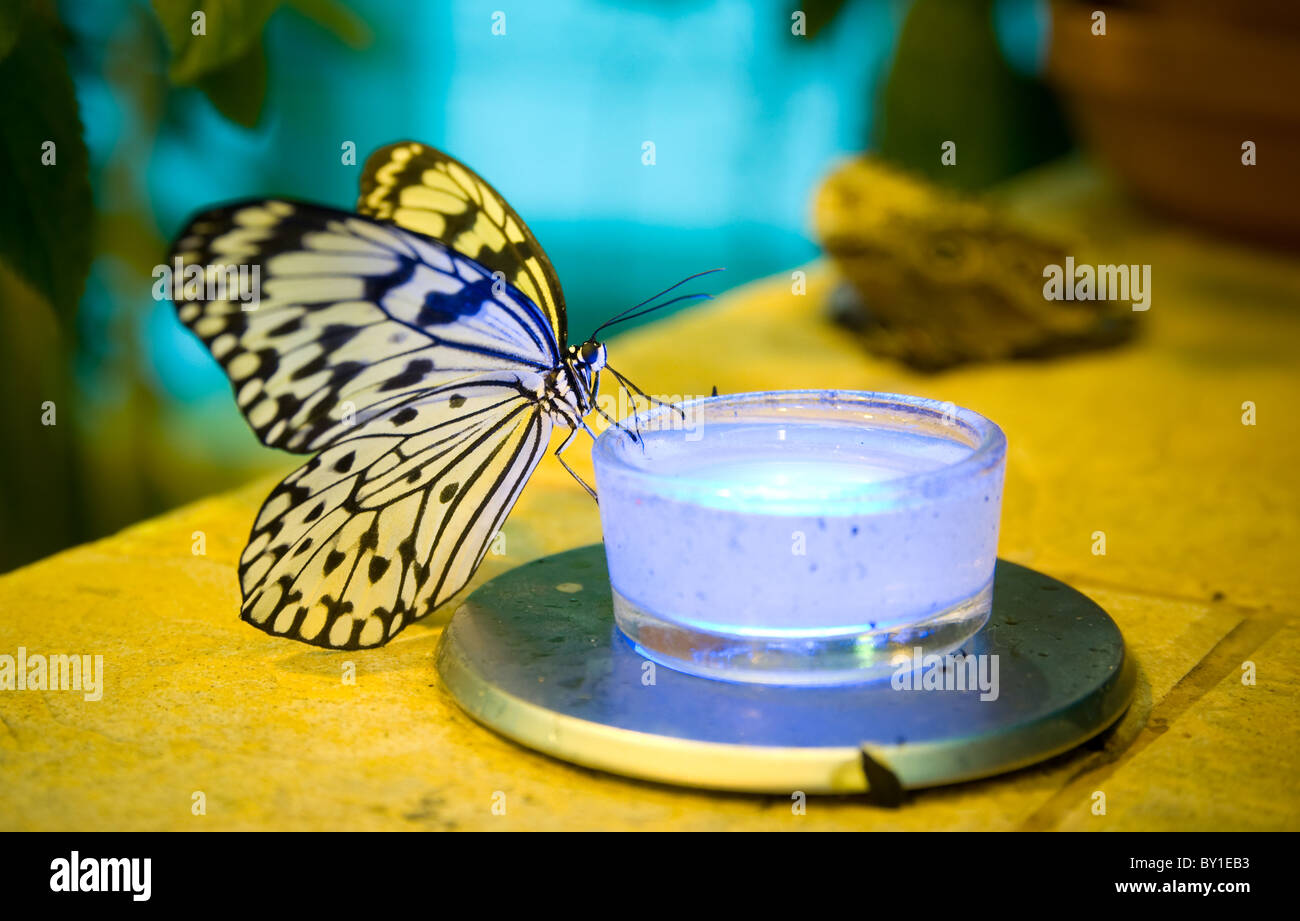 Idea leuconoe (Rice Paper) butterfly Stock Photo