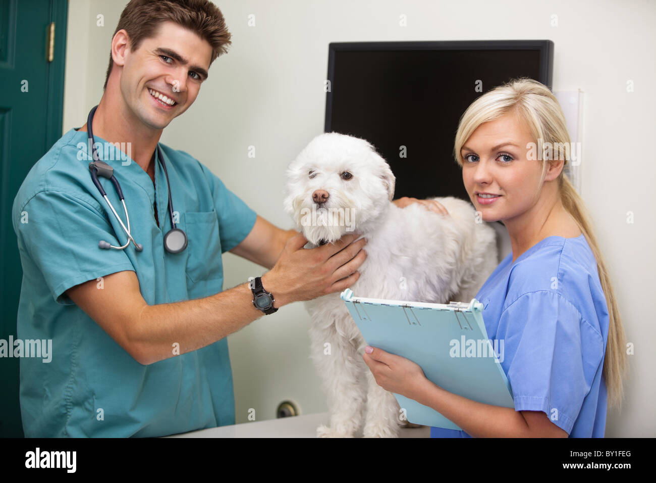 Portrait of vet with assistant examine dog Stock Photo