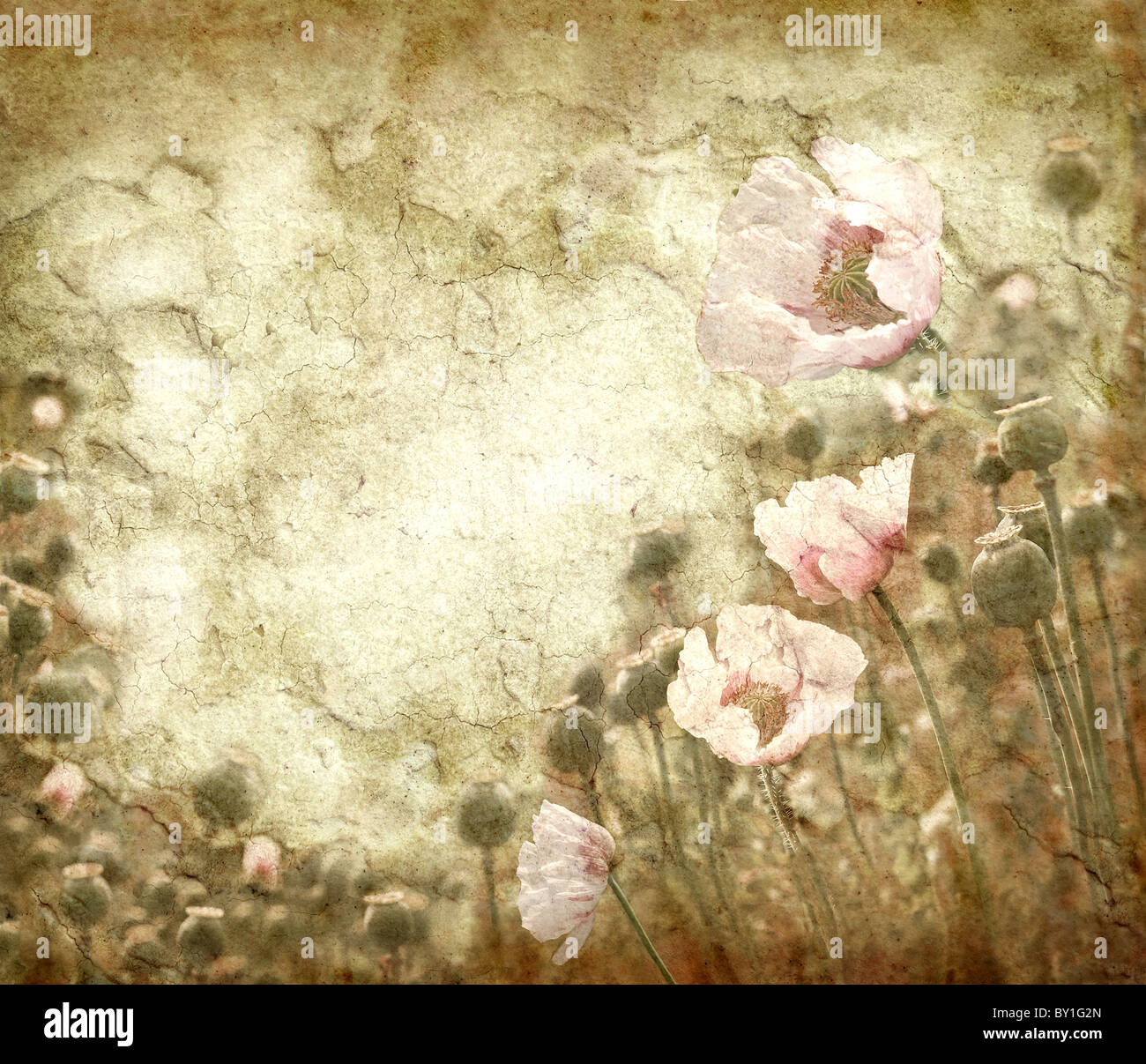 Grungy background with poppies Stock Photo