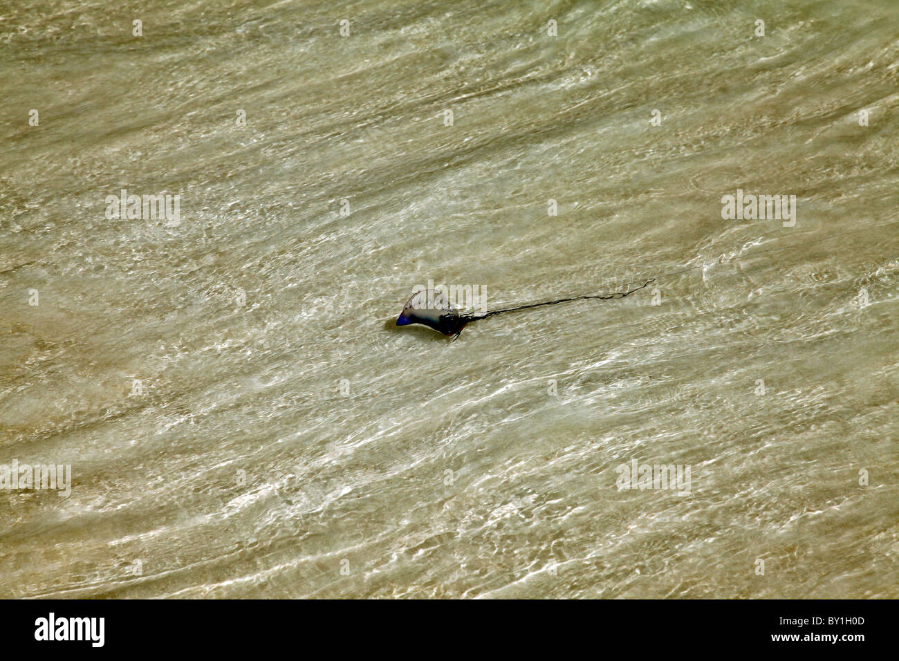 PORTUGUESE MAN O' WAR BERMUDA ISLANDS NORTH ATLANTIC OCEAN HORSESHOE