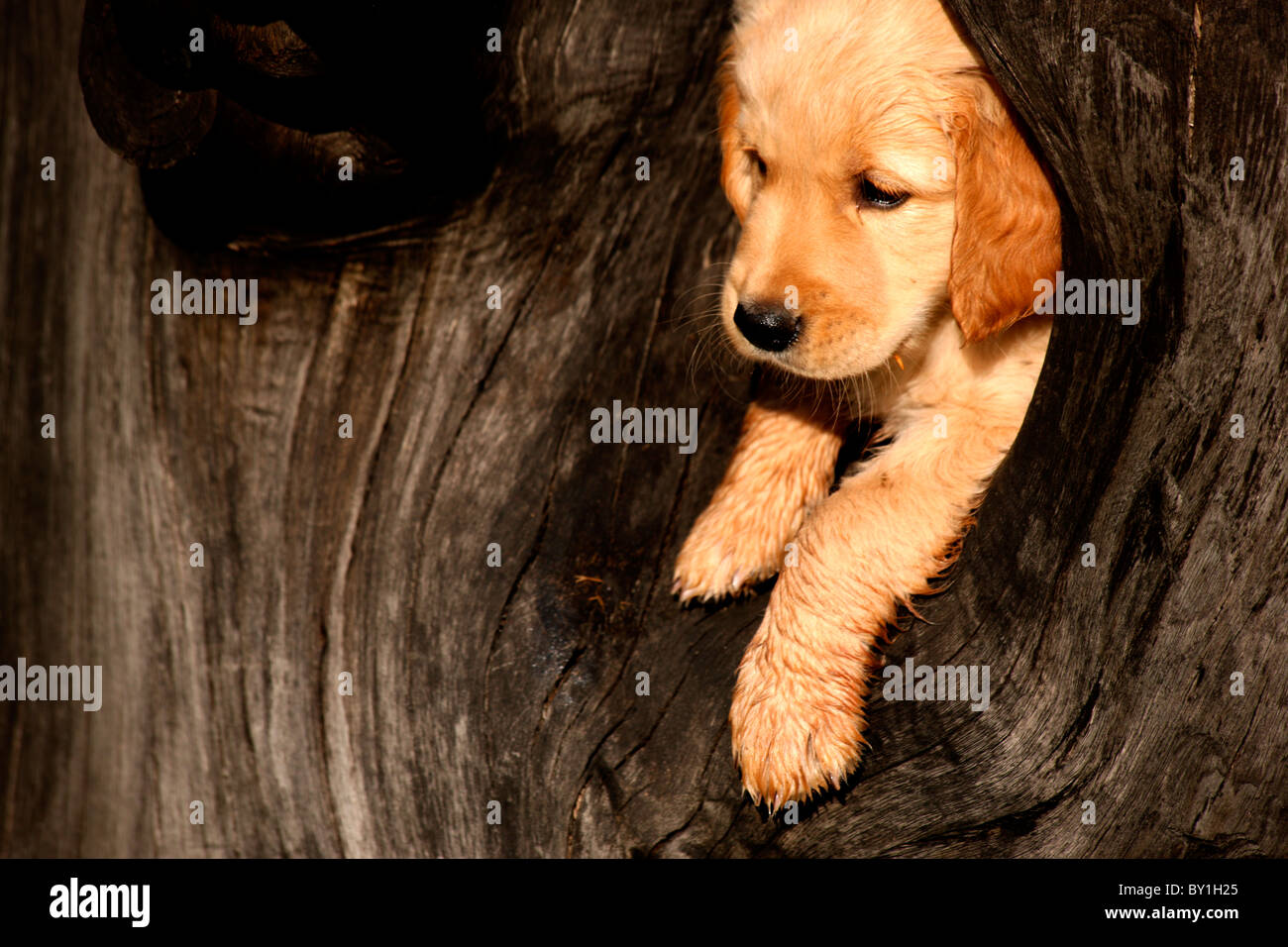 A puppy sitting on a drift wood Stock Photo - Alamy