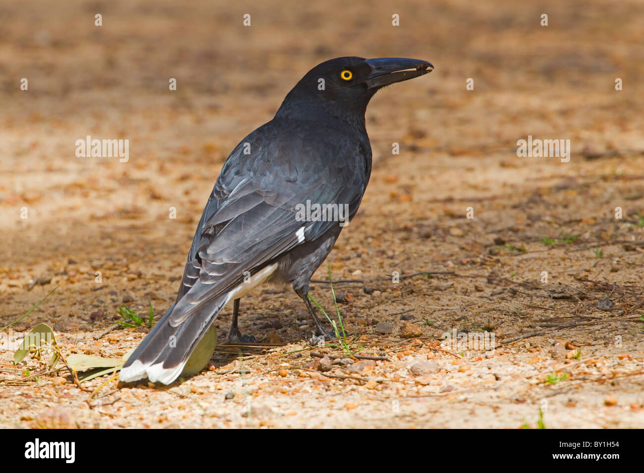 GREY CURRAWONG ON THE GROUND FEEDING ON BEETLES Stock Photo