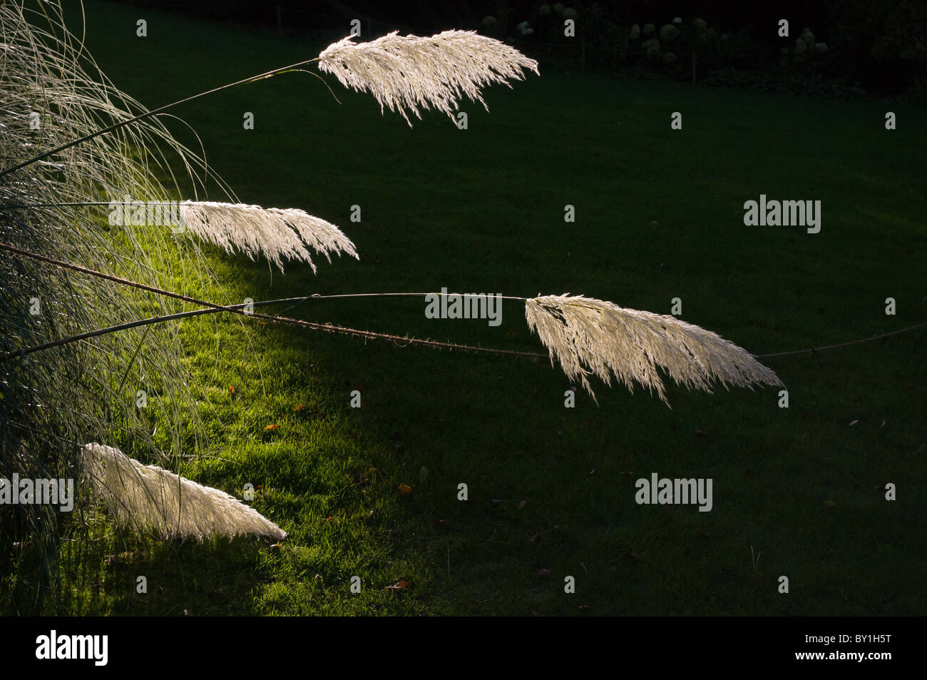 Pampas grass growing in a garden in Cornwall Stock Photo Alamy