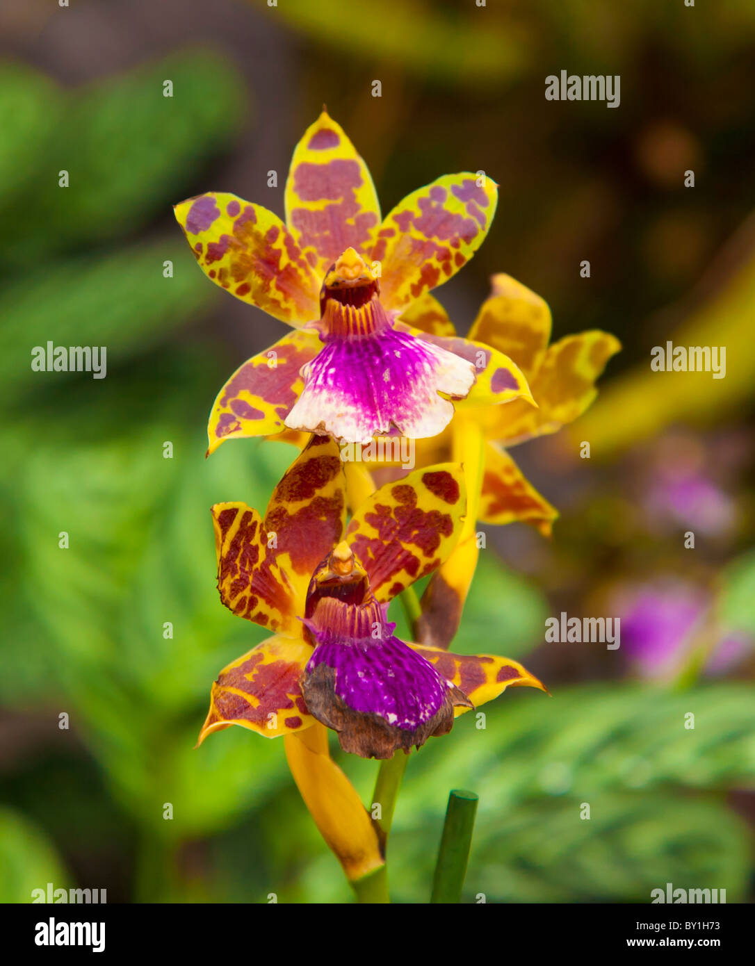 Yellow purple Miltonia orchid flower close up Stock Photo