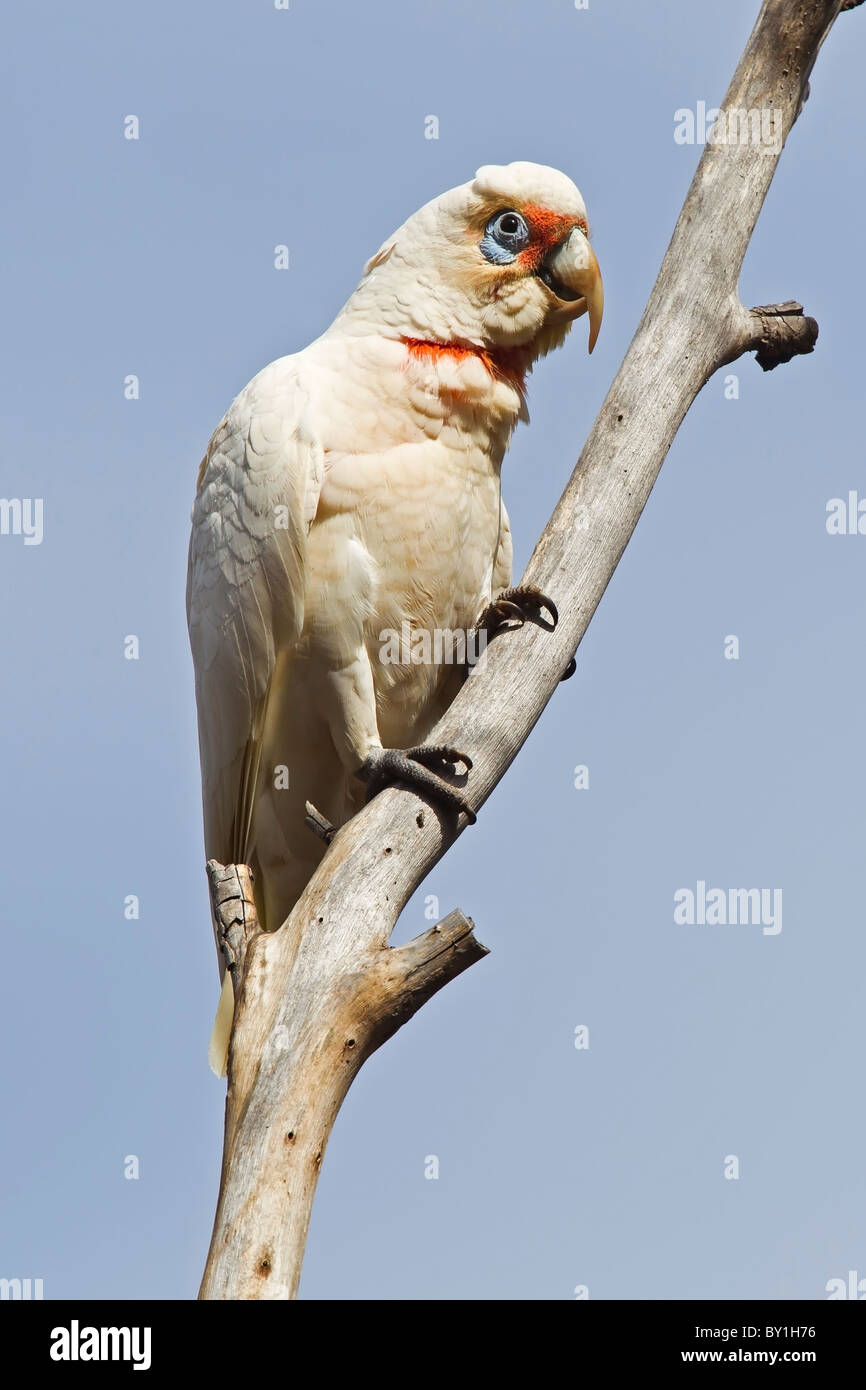 LONG-BILLED CORELLA PERCHED ON AN OLD DEAD TREE BRANCH Stock Photo