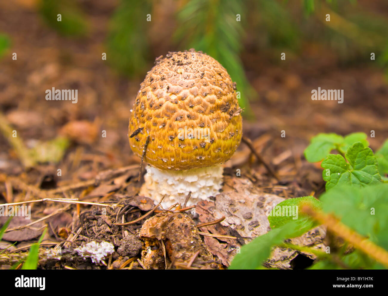 Amanita rubescens mushroom at Royal Botanic Gardens Kew Stock Photo