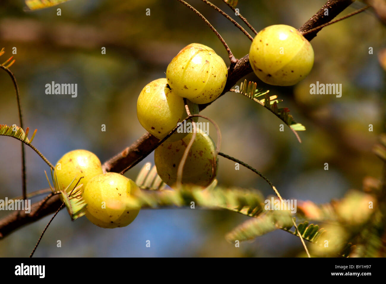 Indian Gooseberry ( Phyllanthus emblica) Stock Photo